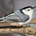 White-breasted Nuthatch